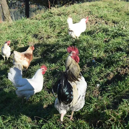 Schloeglgut * Mühlbach am Hochkönig